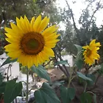 Meltemi And Appartement *