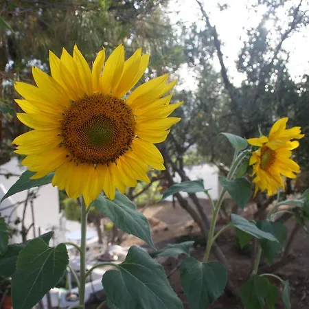 Meltemi And Apartment *