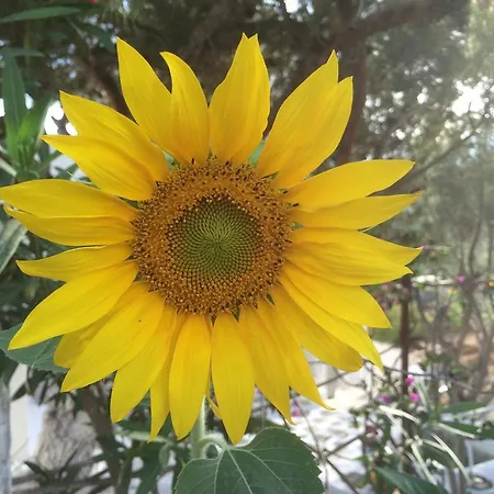 Meltemi And * Logaras