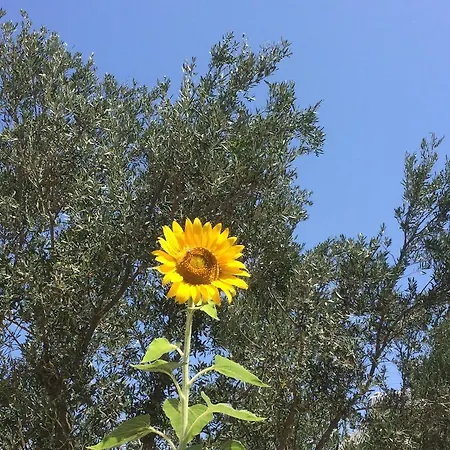 Meltemi Studios&apartments Apartamento