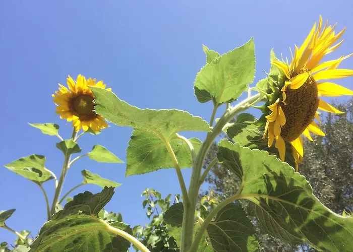 Meltemi And Daire Logaras