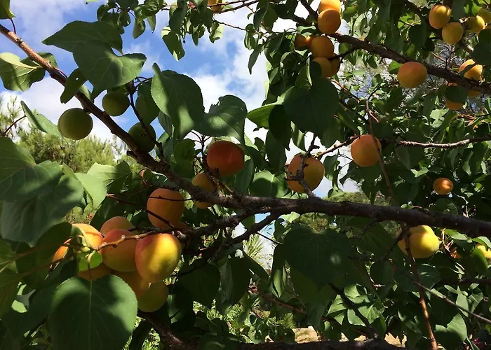 Daire Meltemi And Logaras